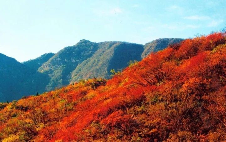漫山紅葉秋意濃，嵩陽煤機歡迎您?。?！